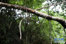 （图文互动）（4）我国科学家首次野外放归世界最长昆虫幼体 