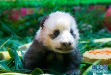 （社会）（2）广州：熊猫宝宝“隆仔”与游客见面