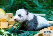 （社会）（1）广州：熊猫宝宝“隆仔”与游客见面