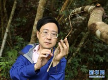 （图文互动）（2）我国科学家首次野外放归世界最长昆虫幼体 