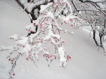 节气小雪：品读那些飘进唐诗宋词里的雪