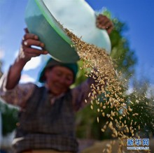 （丰收的味道）（2）西藏青稞产量有望再创历史新高