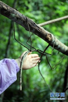 （图文互动）（3）我国科学家首次野外放归世界最长昆虫幼体 