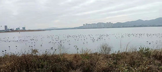 众多候鸟在项目沿岸停留觅食。邹海峰摄
