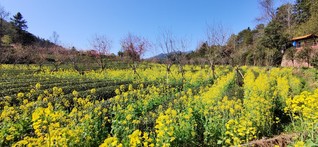 福建省武夷山市燕子窠茶园采用套种油菜花生态种植模式，油菜花开给茶园增添了一抹亮丽色彩。受访者供图