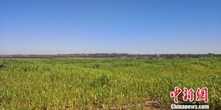 异乡人甘肃“压沙”植树150万株：从播绿到助农增收