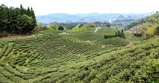 茶园风光尽收眼底。