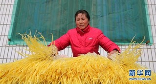 #（经济）（1）江苏海安：韭黄助力农民增收