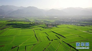 （美丽中国）（3）陕西长安：冬日小麦铺绿毯