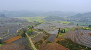 猴场镇田间呈现一派生机勃勃春耕景象。.jpg