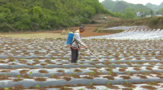 西秀区鸡场乡4300亩辣椒移栽忙。