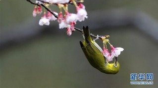 （环境）（2）樱花枝头鸟翻飞