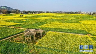 （社会）（5）“川西坝子”油菜长势良好