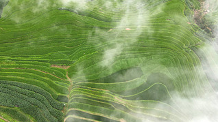 云雾中，紫米稻谷长势正好。墨江县融媒体中心供图 (1)