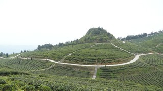 四野屯村1500余亩茶园。