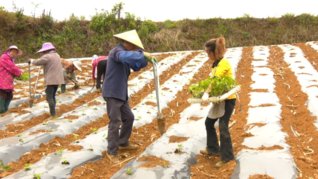 西秀区鸡场乡4300亩辣椒移栽忙。