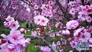 （春季美丽生态）（9）春意盎然的“西北小江南”