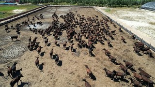 吉运农牧业股份有限公司的肉牛养殖场集聚着一头头健硕的安格斯肉牛。