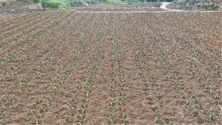 隆兴镇新光村高粱示范点移栽的高粱苗。