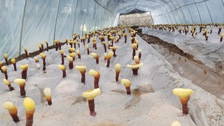 大棚里的灵芝撑起“雨伞”。人民网 胡雨松摄