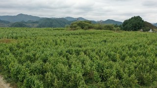 赫章县平顶村苏麻连片种植。谢永奇 摄