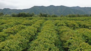 赫章县平顶村魔芋连片种植。谢永奇 摄