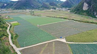 基地蔬菜长势良好