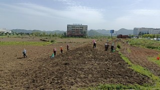 图为：播种现场2.jpg