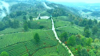 金沙县后山镇万亩茶园 金莎 摄 (2).jpg