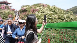 2“媒体看毕节”之贵州百里杜鹃.JPG