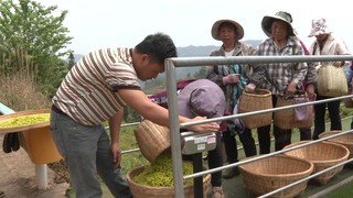 称茶青。