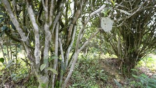 天印村古茶树.jpg