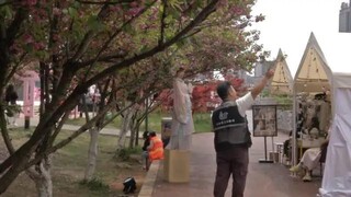 贵州钟山：樱花盛景催热“赏花经济” (1).jpg