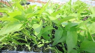 辣椒植株。