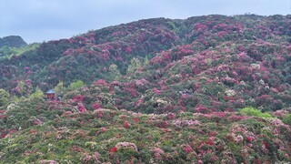 百里杜鹃金坡景区。段墨摄