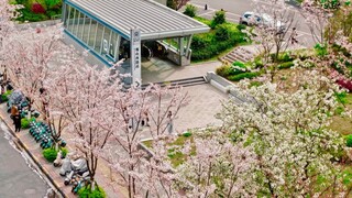 观山西路地铁站樱花盛开。