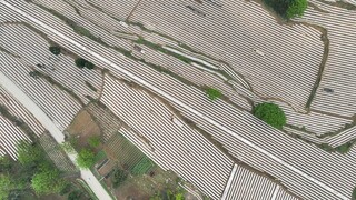 大方县安乐乡烤烟种植基地。