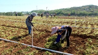 图为村民忙于种植西洋菜。