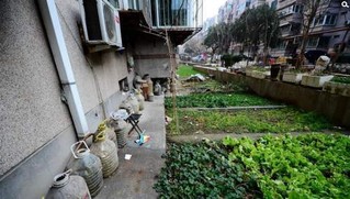 济南一小区上百水桶圈地 公共绿地变私家菜园