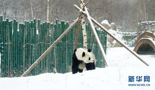（社会）（4）大熊猫享受“雪季”