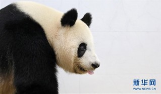 （社会）（2）大熊猫安家辽宁鞍山