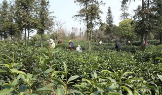 红枫山韵茶场一角.jpg