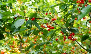 剑河县岑松镇巫门村樱桃种植基地种植的玛瑙樱桃。彭开燚 摄.jpg