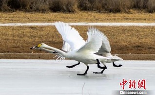 图为候鸟起舞。　王斌银 摄