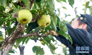 （经济）（3）吉林延边：苹果梨迎来收获季
