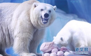 （环境）（1）北极熊欢乐度元宵