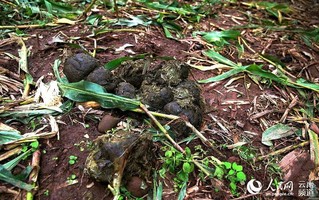 野象吃饱喝足后,在玉米地里留下粪便扬长而去(常宗波 摄)