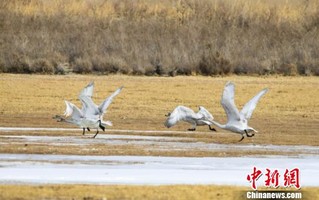 图为越冬候鸟塞上起舞。　王斌银 摄