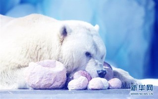 （环境）（3）北极熊欢乐度元宵
