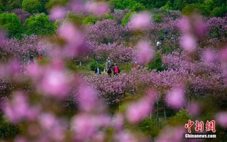仲春时节江西新余樱花烂漫醉游人